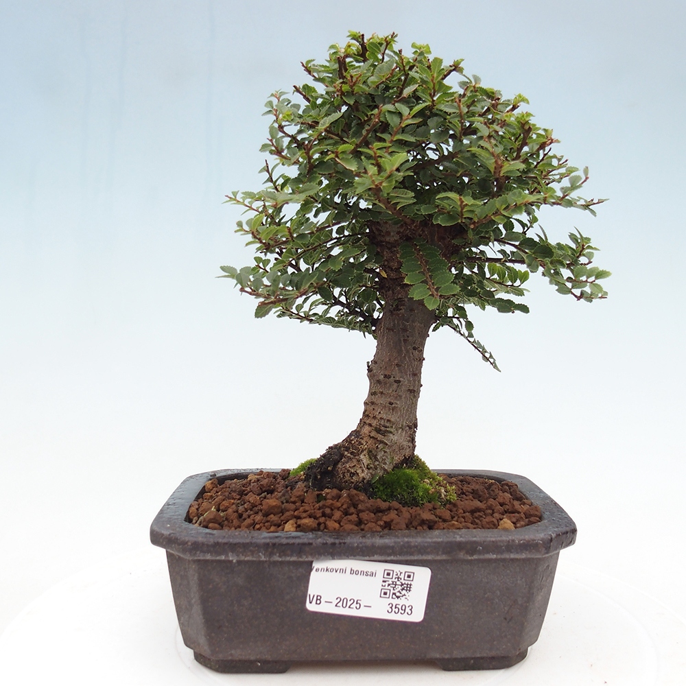 Bonsai voor buiten - Ulmus parvifolia Hokkaido - Chinese iep