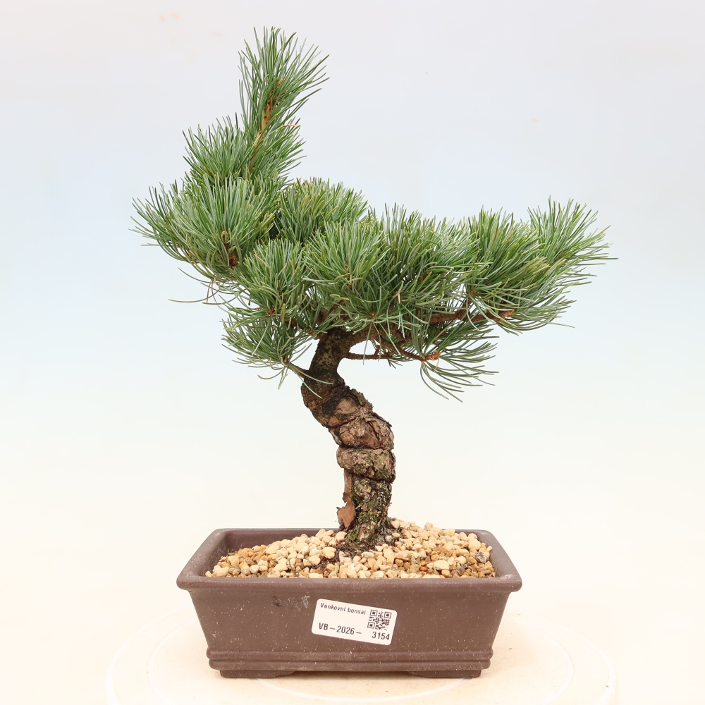 Bonsai voor buiten - Pinus parviflora - Pinus parviflora