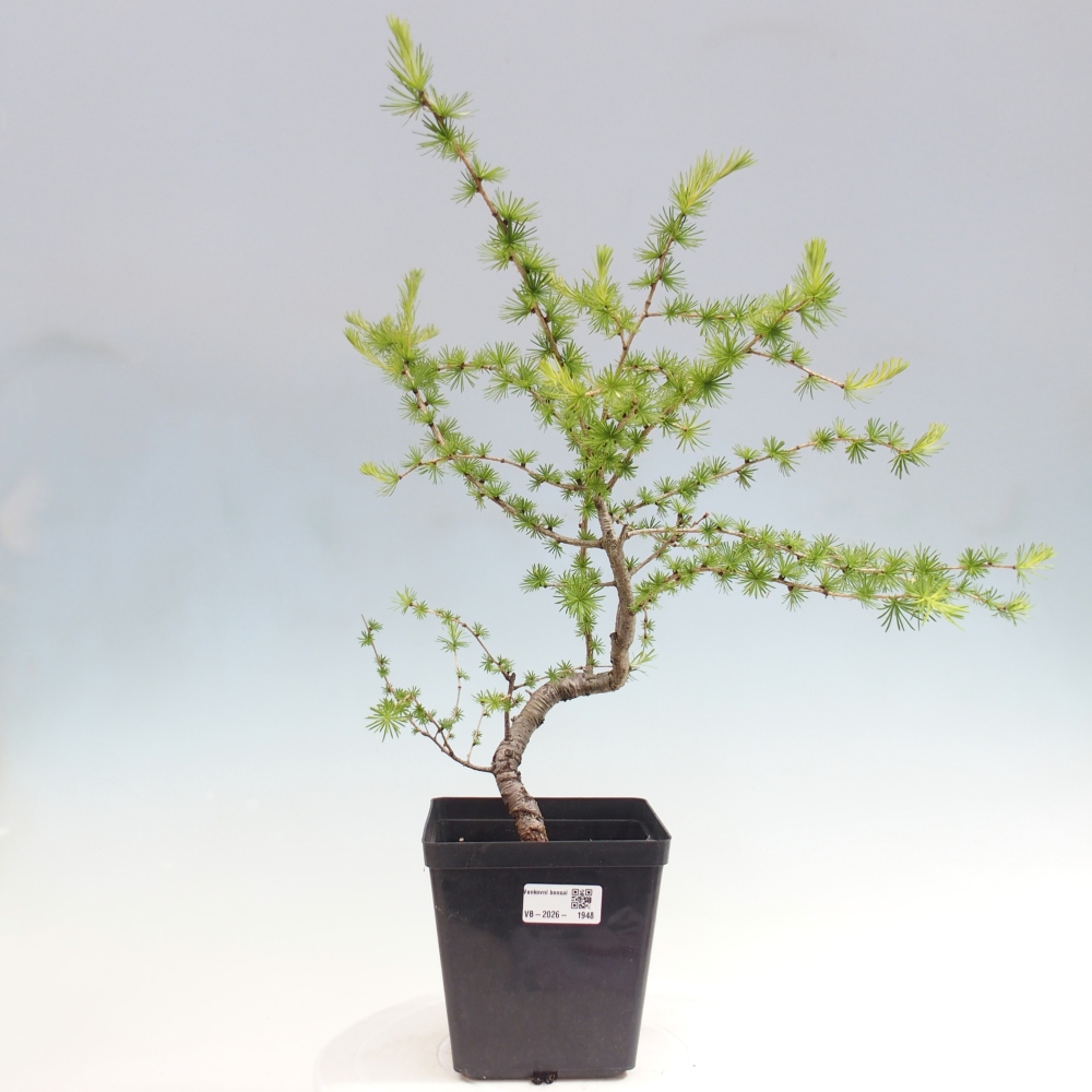 Bonsai voor buiten -Larix decidua - Lariks