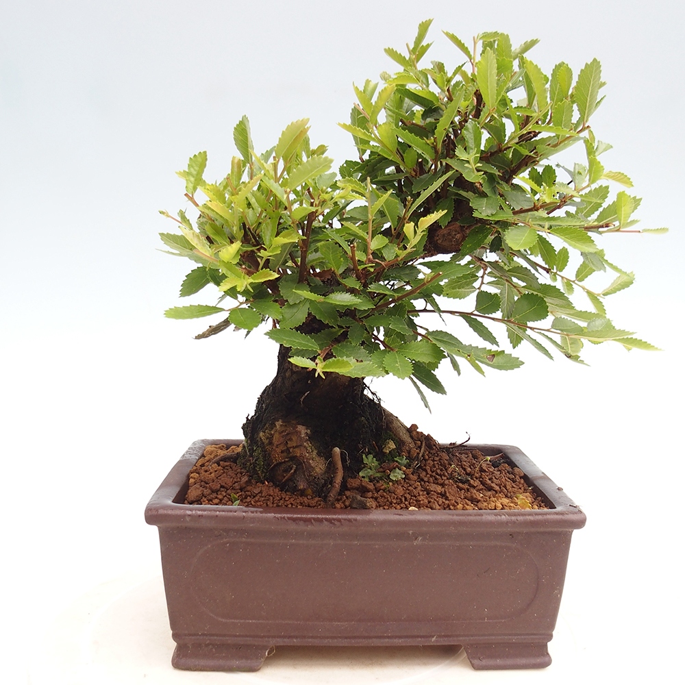 Bonsai voor buiten - Zelkova - Zelkova NIRE