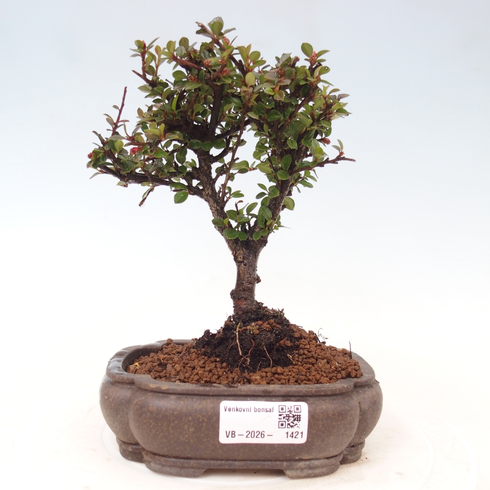 Bonsai voor buiten - Cotoneaster horizontalis - Rocky Mountain