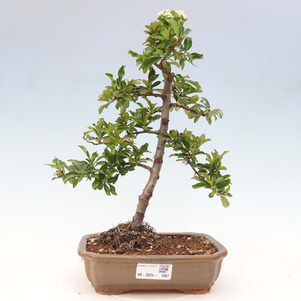 Bonsai-Pyracantha Teton voor buiten -Hlox
