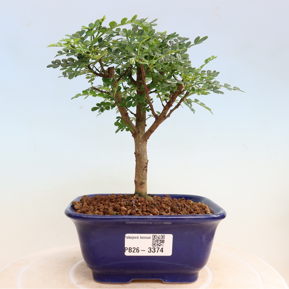 Kamerbonsai - Zantoxylum piperitum - peperboom