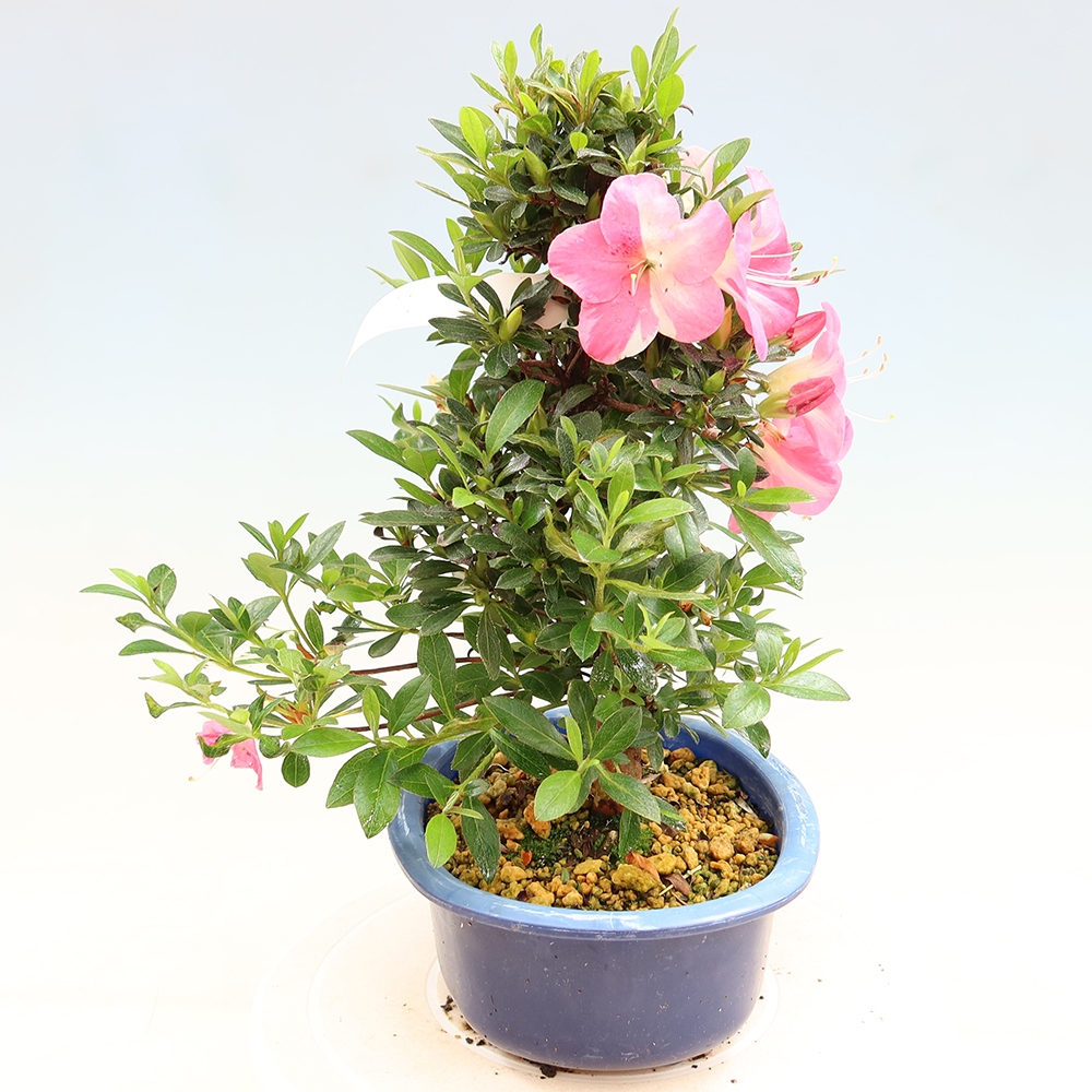 Bonsai voor buiten - Japanse Azalea - Azalea Santoka