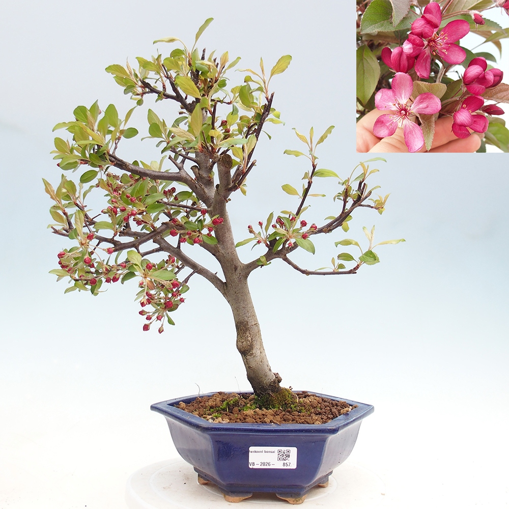 Bonsai voor buiten -Malus domestica - Roodbladige appelboom met kleine vruchten