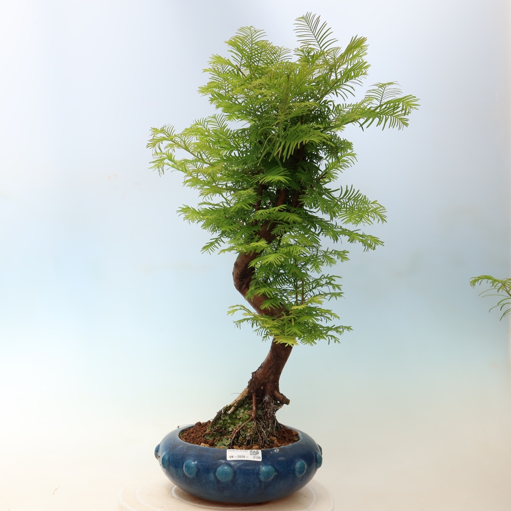 Bonsai voor buiten - Metasequoia glyptostroboides - Chinese Metasequoia