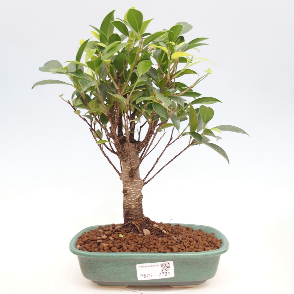 Kamerbonsai - Ficus retusa - kleinbladige ficus