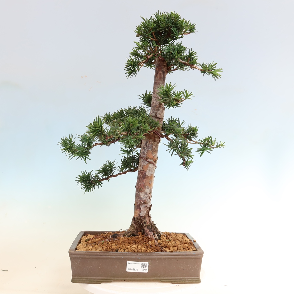 Bonsai voor buiten - Taxus cuspidata - Japanse Taxus