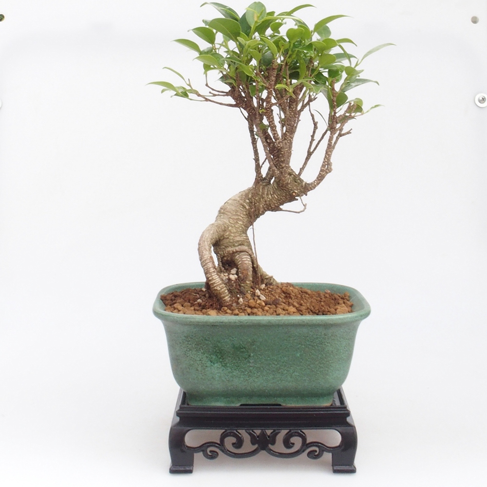 Bonsai tafel kunststof vierkant 14,5 x 14,5 x 5 cm, kleur zwart