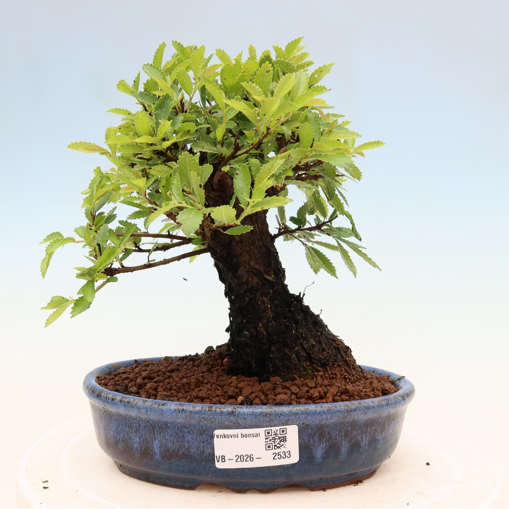 Bonsai voor buiten - Zelkova - Zelkova NIRE