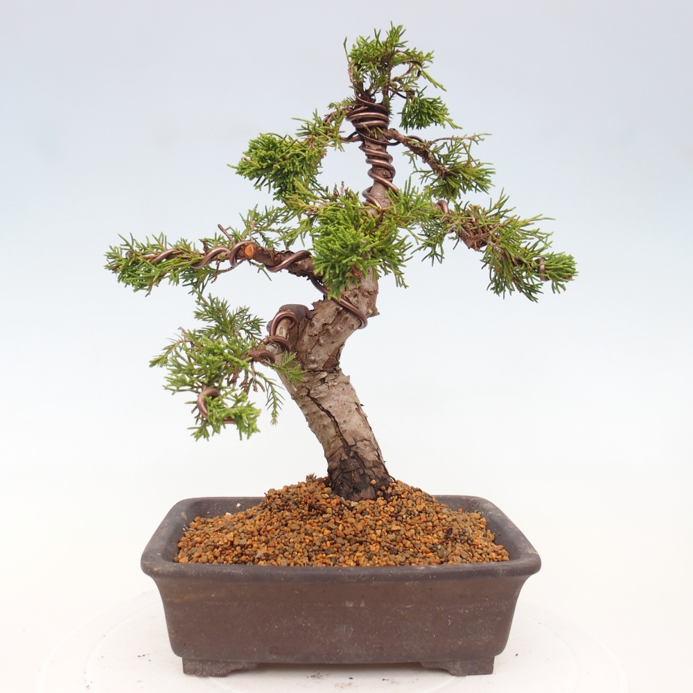 Bonsai voor buiten - Juniperus chinensis Itoigawa
