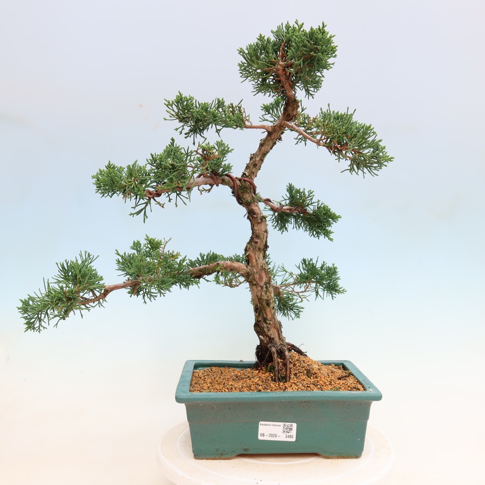 Bonsai voor buiten - Juniperus chinensis Kishu