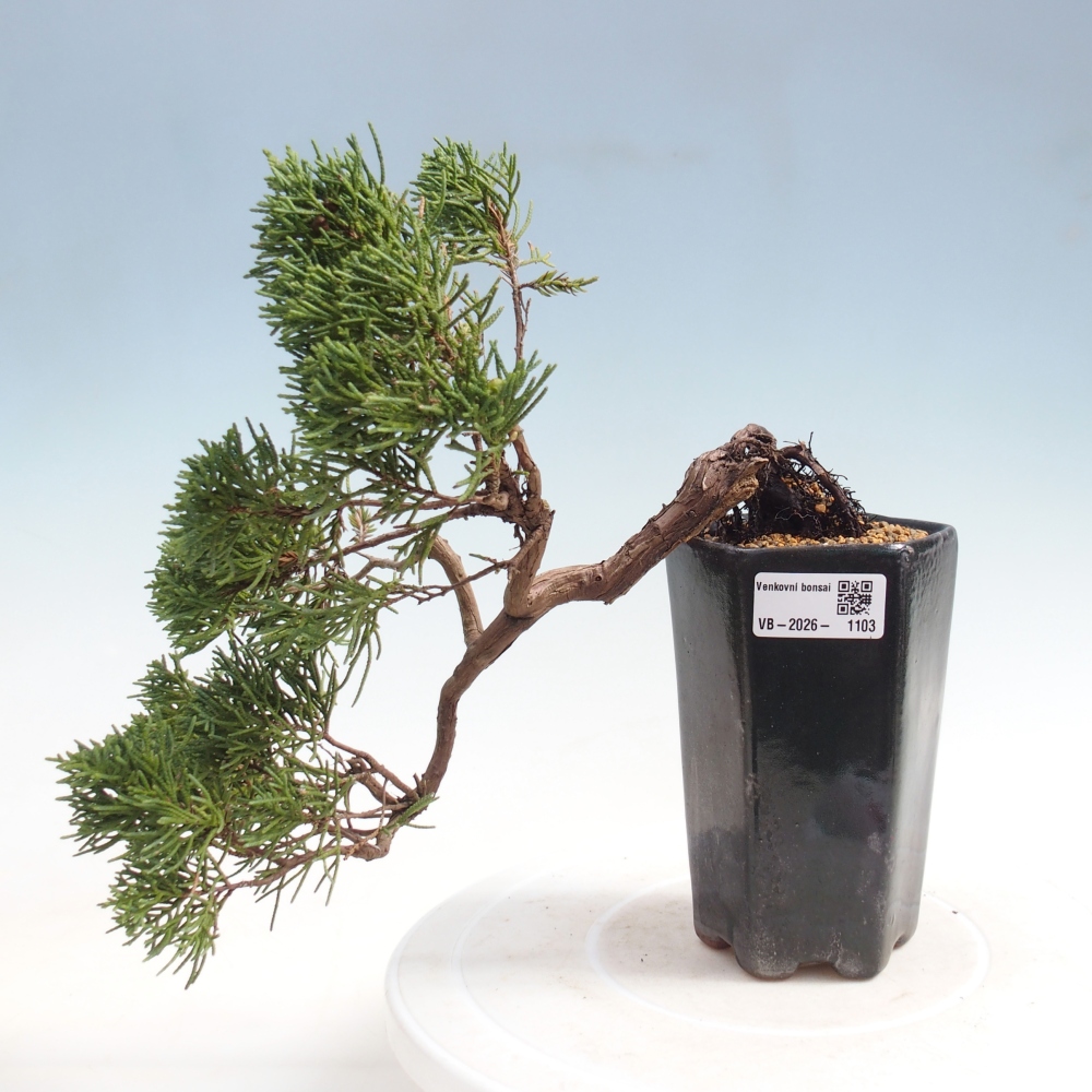 Bonsai voor buiten - Juniperus chinensis Kishu