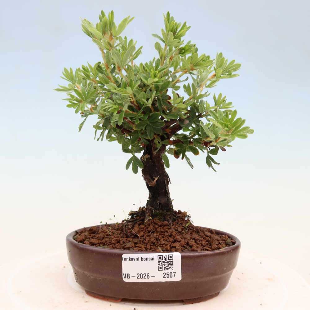 Bonsai voor buiten - Potentila fruticosa