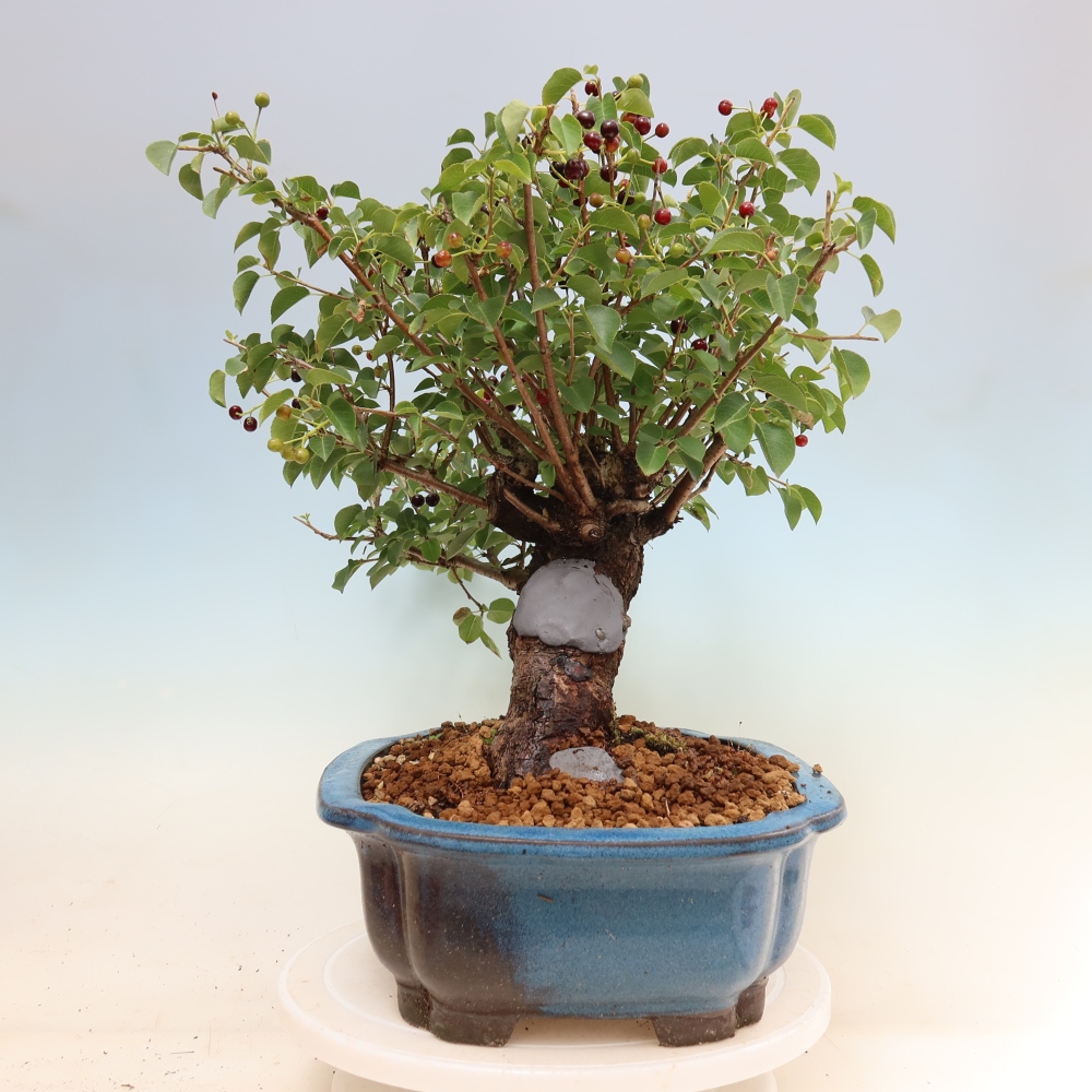 Bonsai voor buiten - Mahalebka - Prunus mahaleb