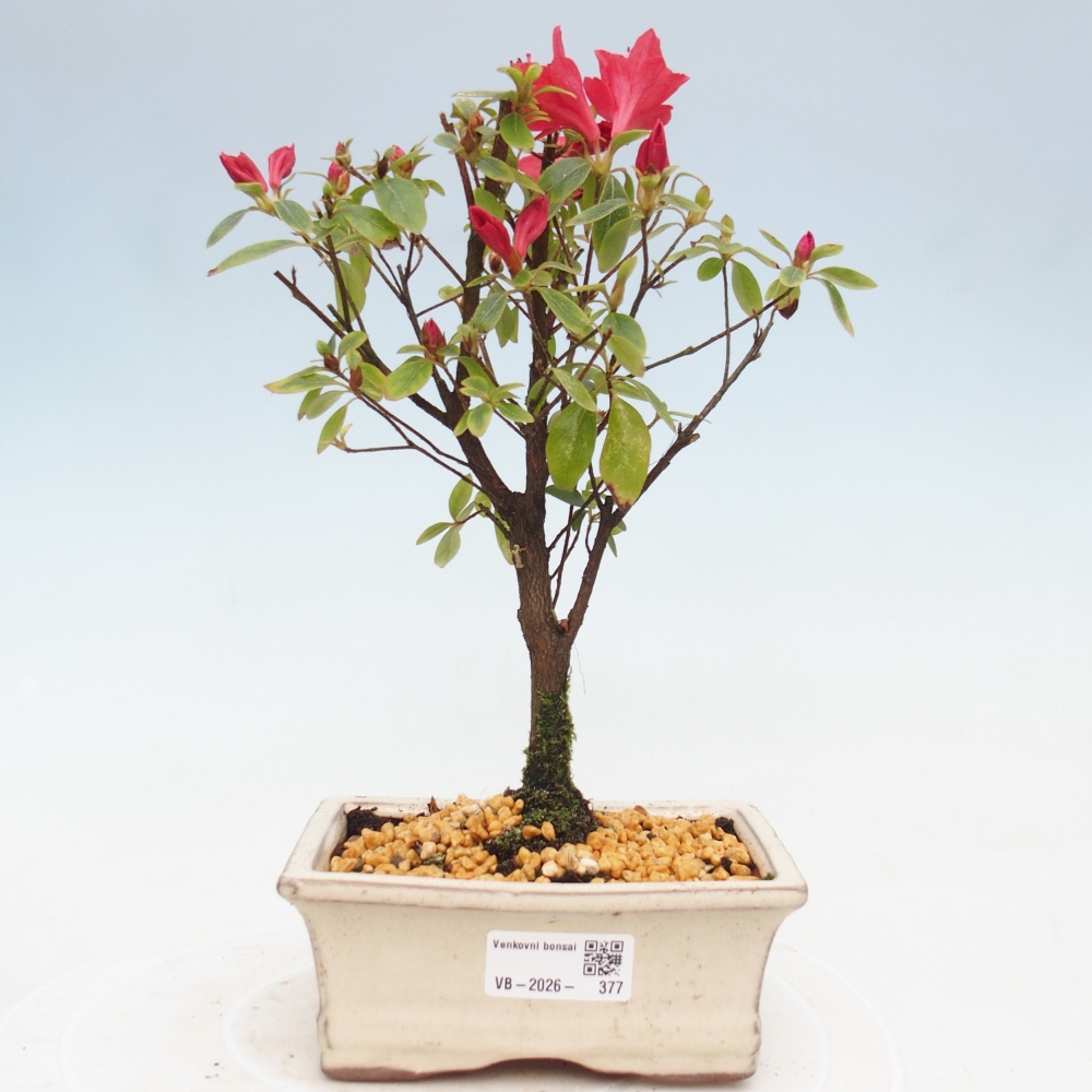 Bonsai voor buiten - Japanse azalea - Azalea sp.
