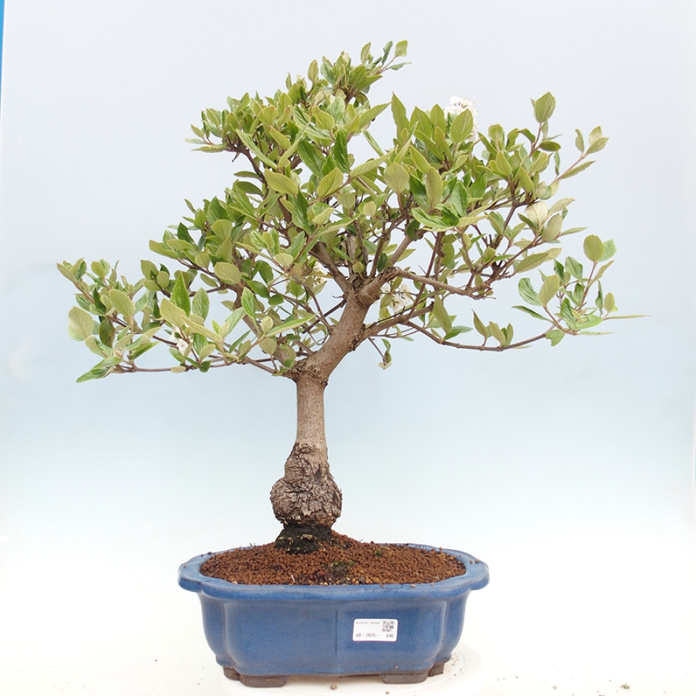 Bonsai voor buiten - Kalina Bodnanská - Viburum carlesii hemsi