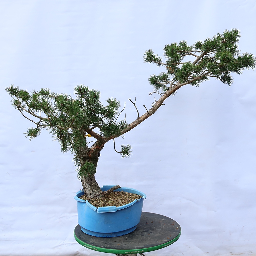 Pinus sylvestris Spanje - grove den