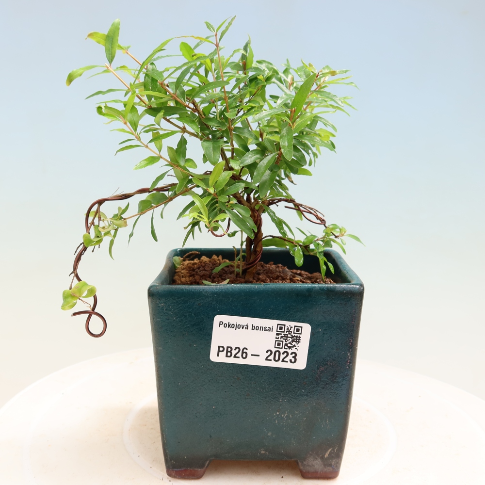 Kamerbonsai-PUNICA granatum nana-Granaatappel