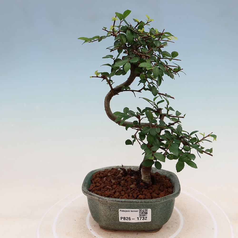 Kamerbonsai - Ulmus parvifolia - Winteriep