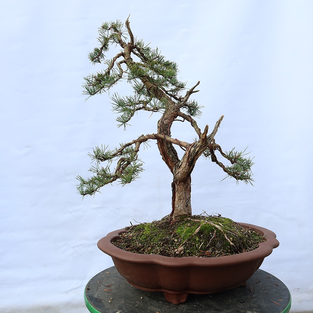 Pinus sylvestris Spanje - grove den
