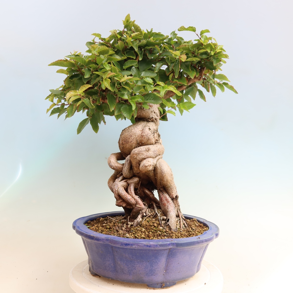 Bonsai voor buiten -Carpinus CARPINOIDES - Koreaanse haagbeuk