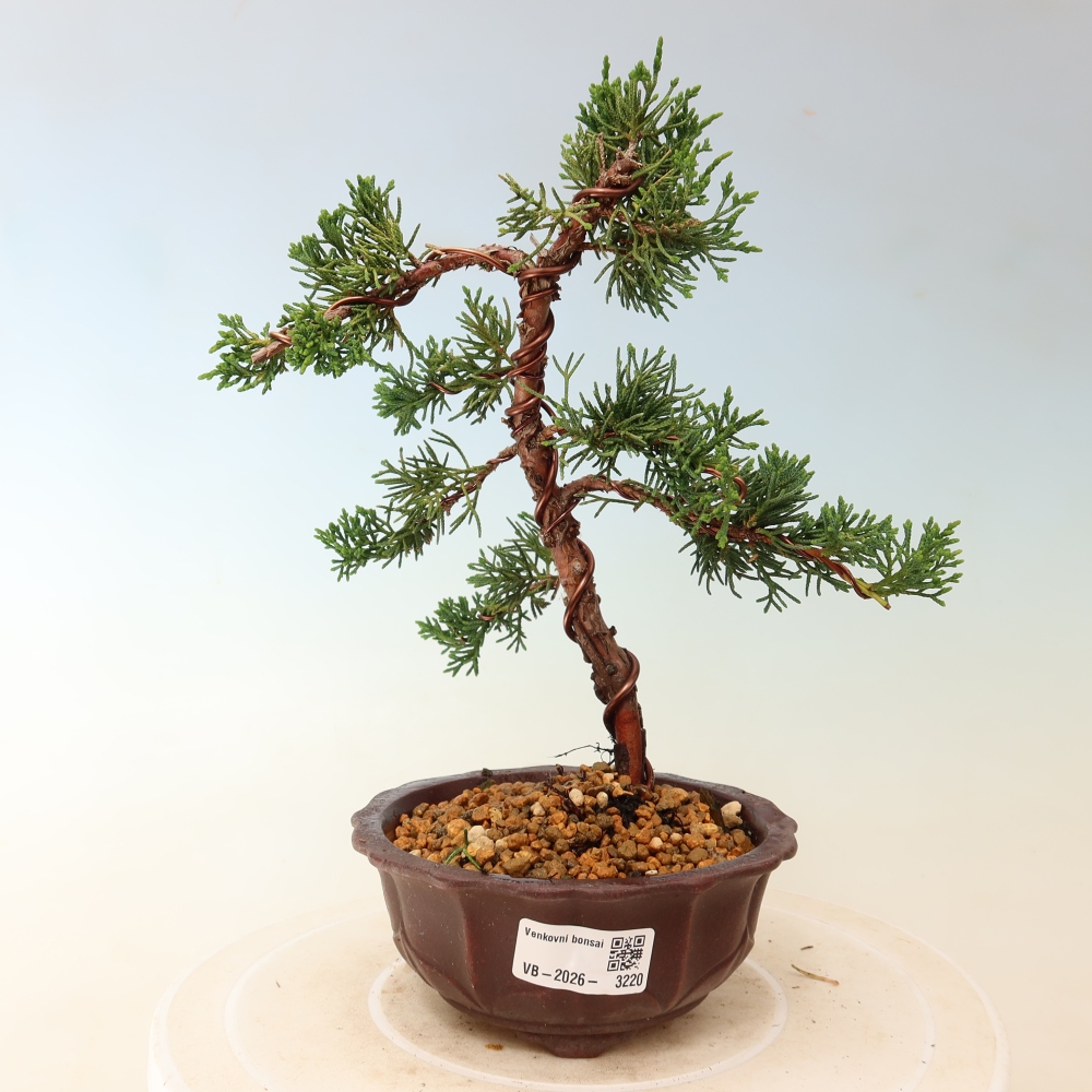 Bonsai voor buiten - Juniperus chinensis Kishu