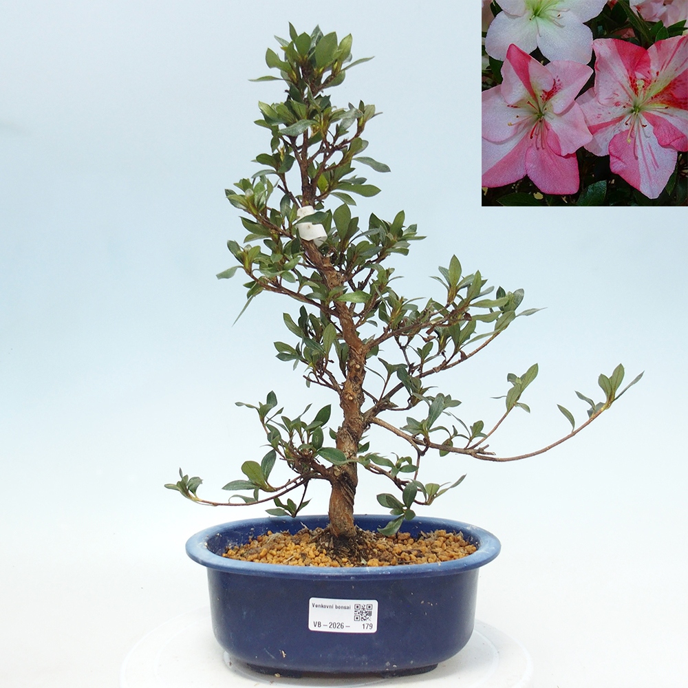 Bonsai voor buiten - Japanse Azalea - Azalea Shinsei