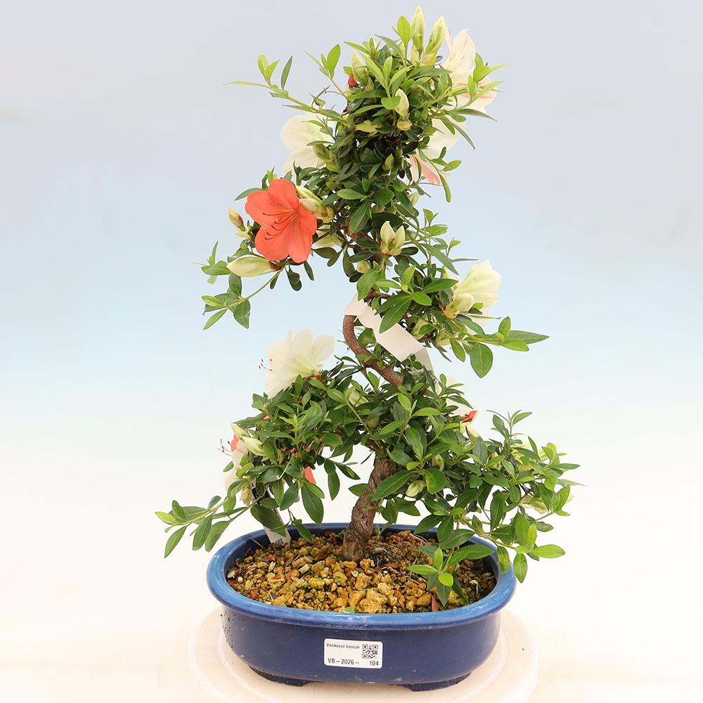 Bonsai voor buiten - Japanse azalea - Azalea Asahi-no-izumi