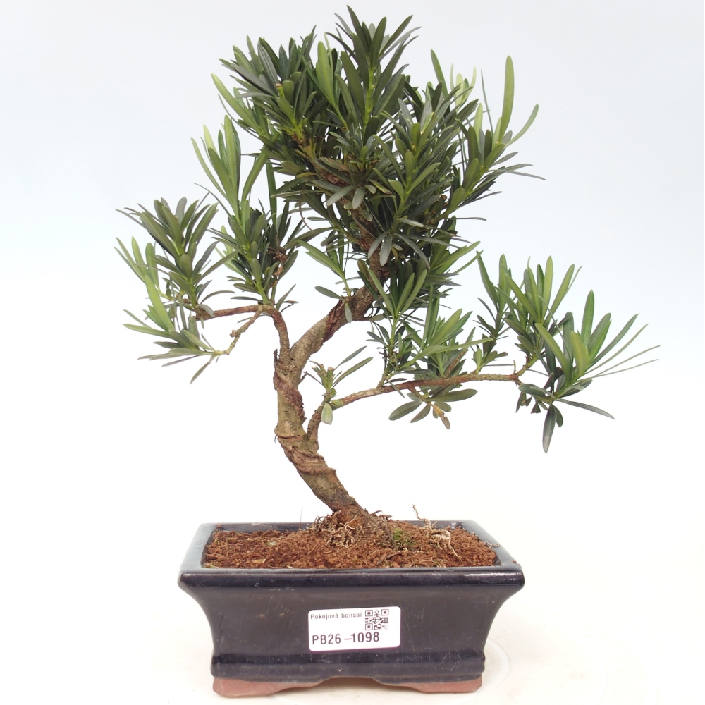 Kamerbonsai - Podocarpus - Taxus