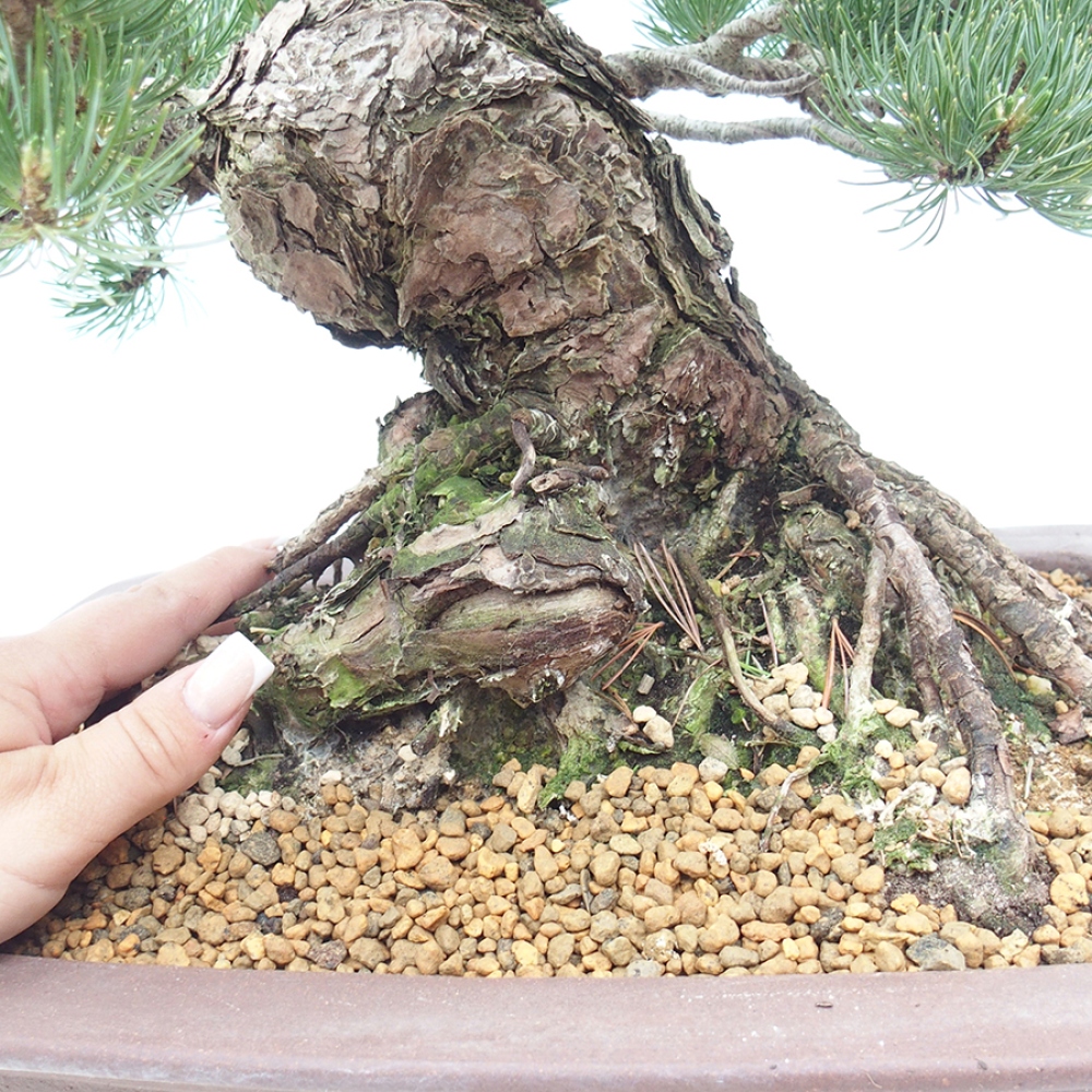 Bonsai voor buiten - Pinus parviflora - Pinus parviflora