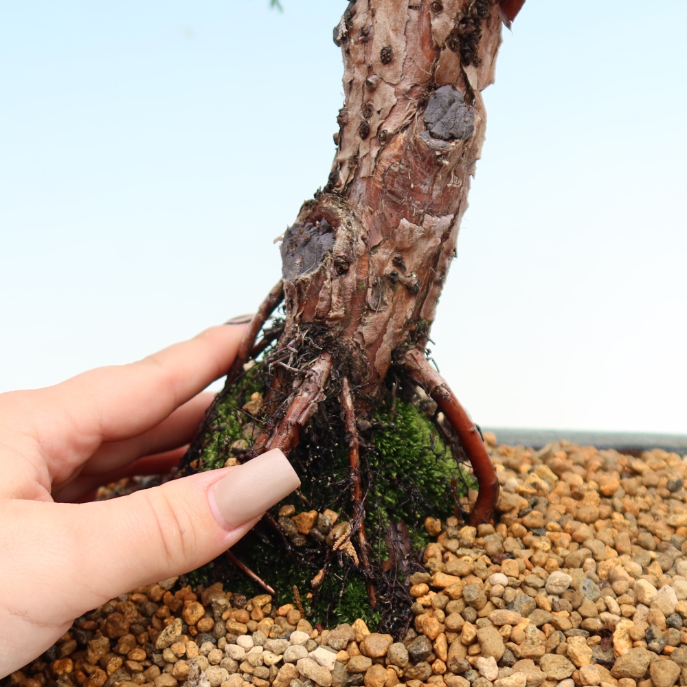 Bonsai voor buiten - Juniperus chinensis Kishu