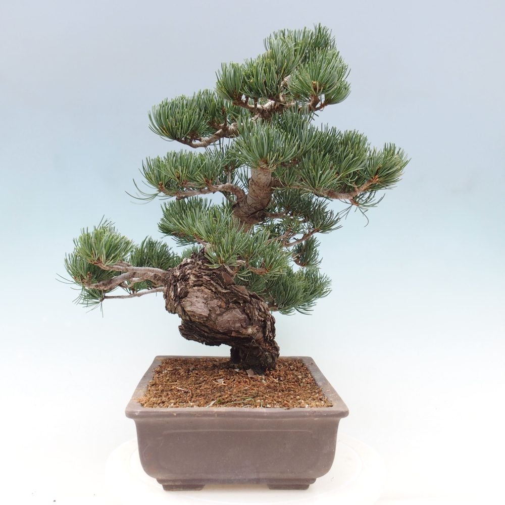 Bonsai voor buiten - Pinus parviflora - Pinus parviflora