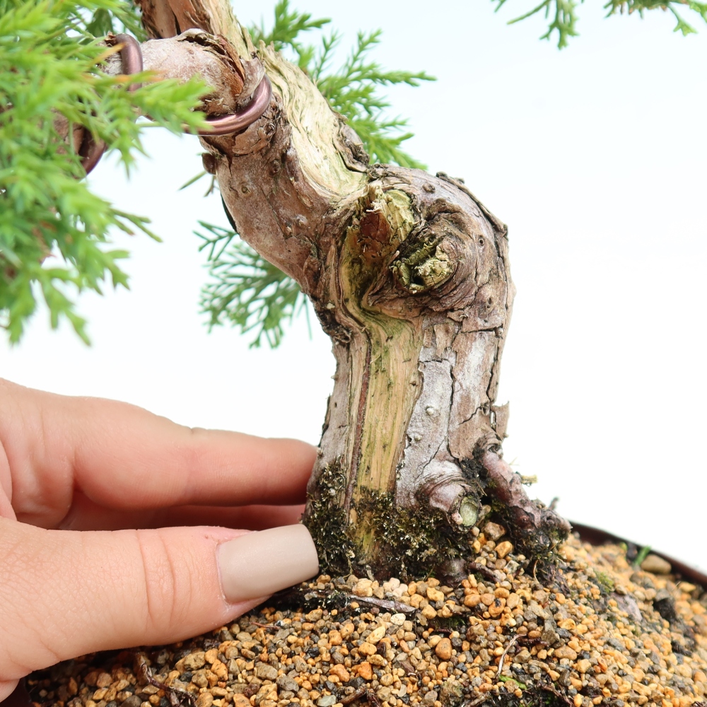 Bonsai voor buiten - Juniperus chinensis Itoigawa-Juniperus chinensis