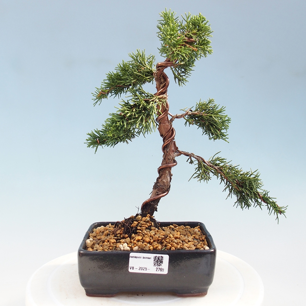 Bonsai voor buiten - Juniperus chinensis Kishu