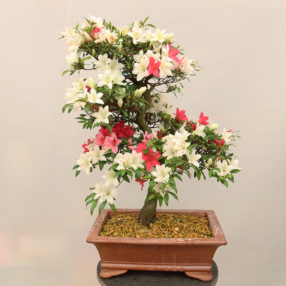 Bonsai voor buiten - Japanse azalea - Azalea CHIHIRO