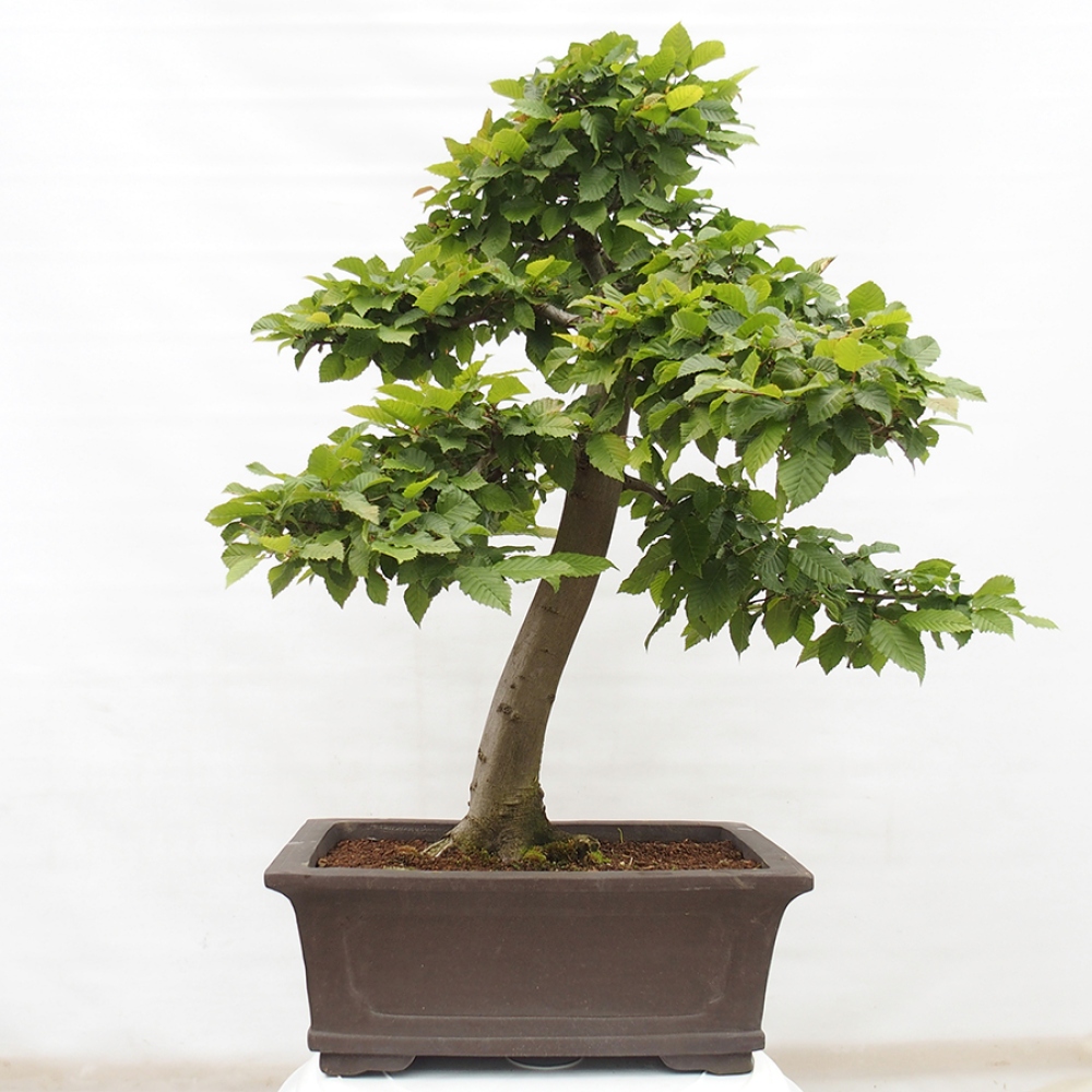 Bonsai voor buiten - Haagbeuk - Carpinus betulus