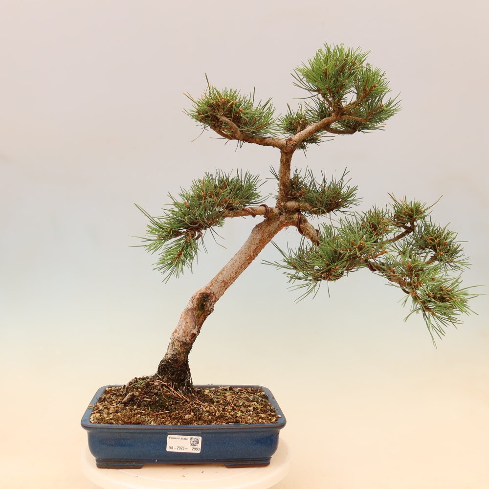 Bonsai voor buiten - Pinus Sylvestris Watererri - grove den