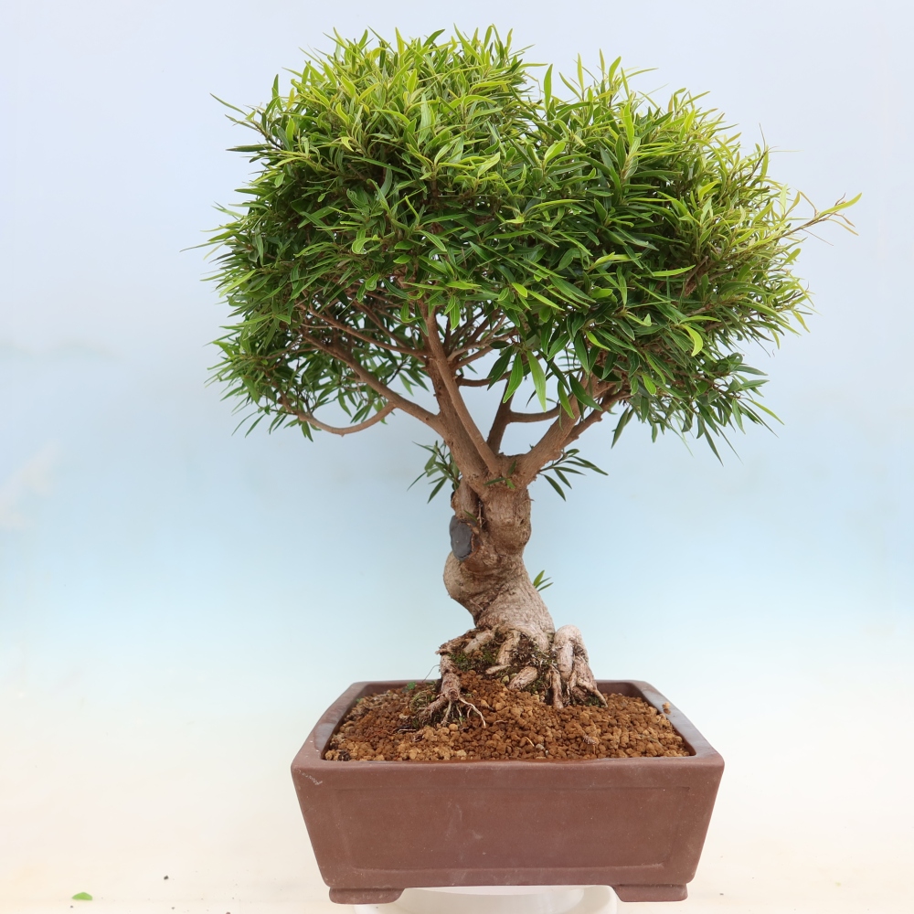 Kamerbonsai - Ficus nerifolia - kleinbladige ficus