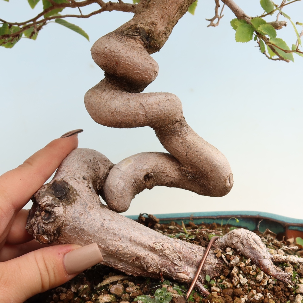 Bonsai voor buiten -Carpinus CARPINOIDES - Koreaanse haagbeuk