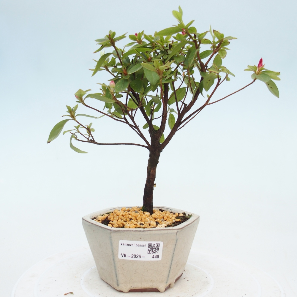 Bonsai voor buiten - Japanse azalea - Azalea sp.