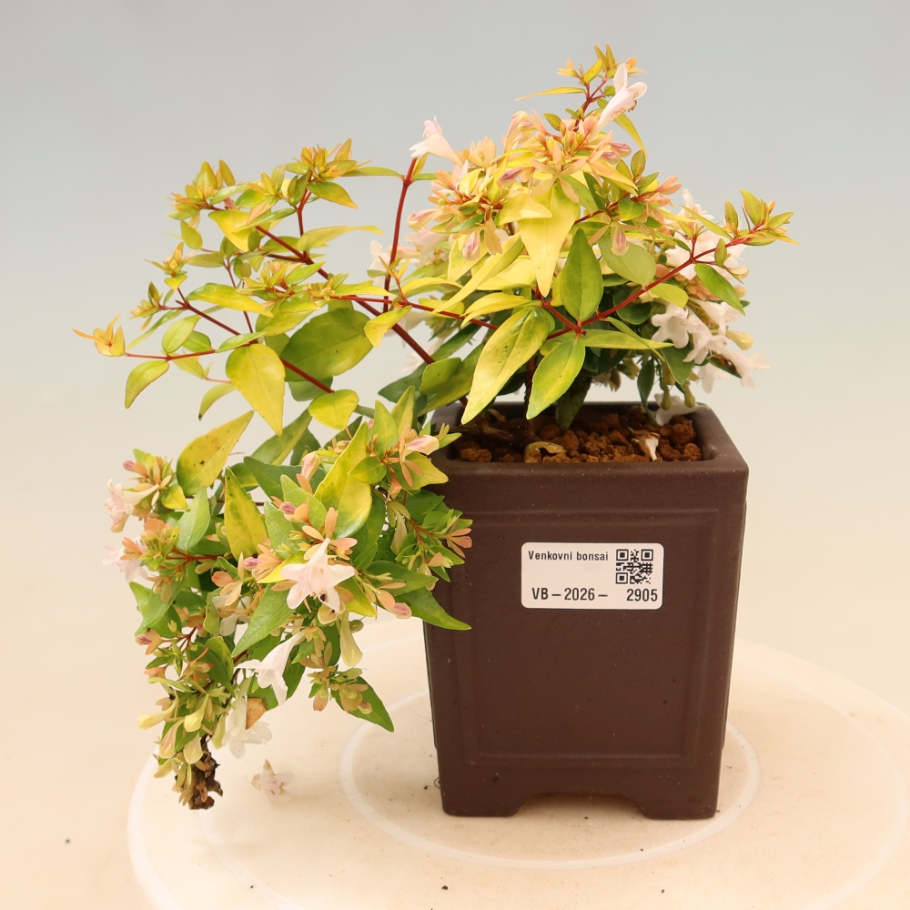 Buitenbonsai - Abelia gr. Kleidoscope - Grootbloemige abelia
