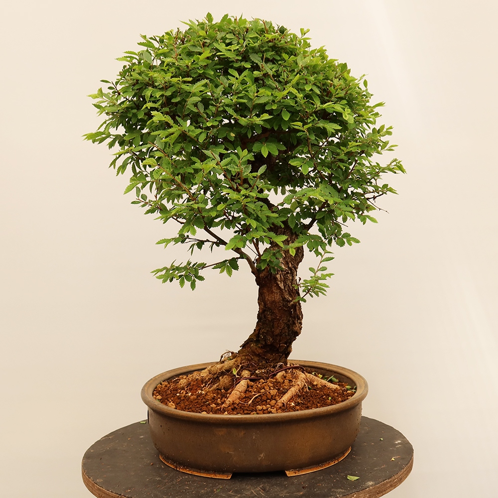 Bonsai voor buiten - Zelkova - Zelkova NIRE
