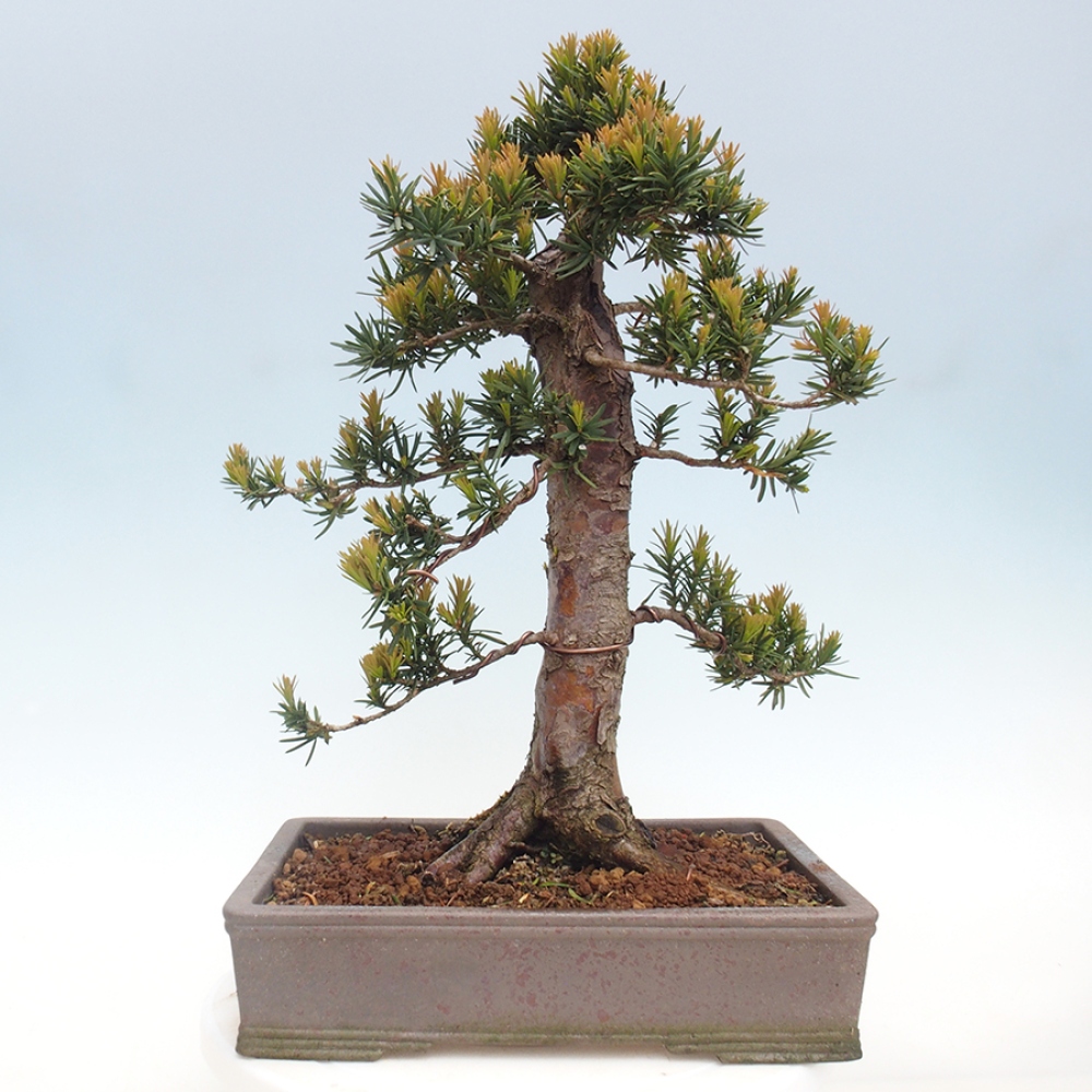 Bonsai voor buiten - Taxus cuspidata - Japanse Taxus