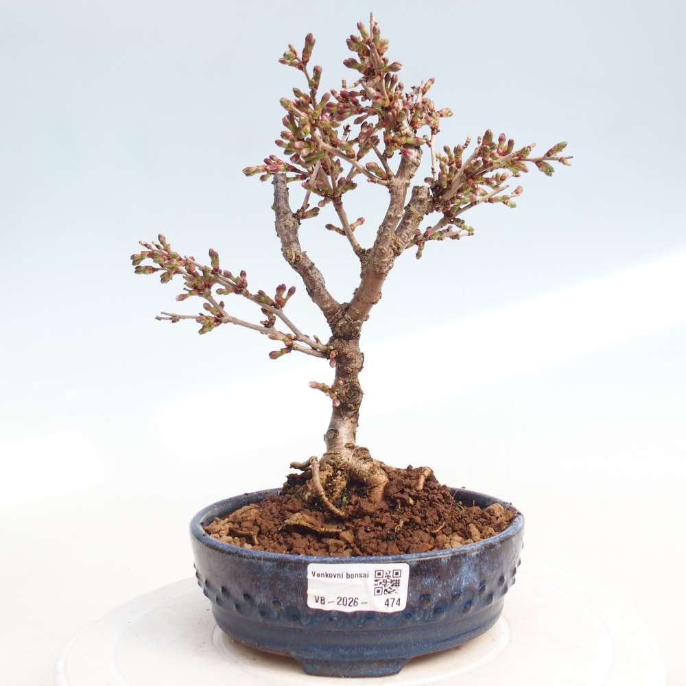 Bonsai voor buiten - Prunus incisa Kojou-no mai-Plivon uitgesneden