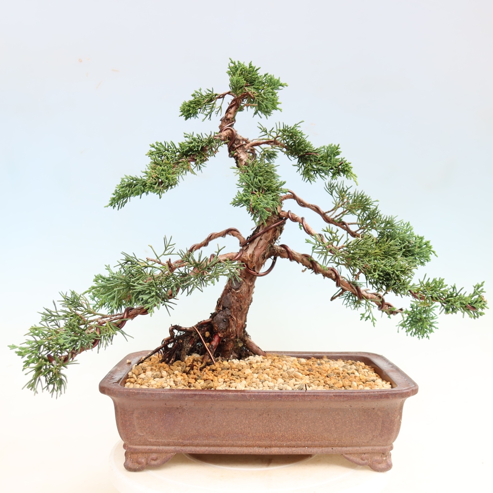 Bonsai voor buiten - Juniperus chinensis Kishu
