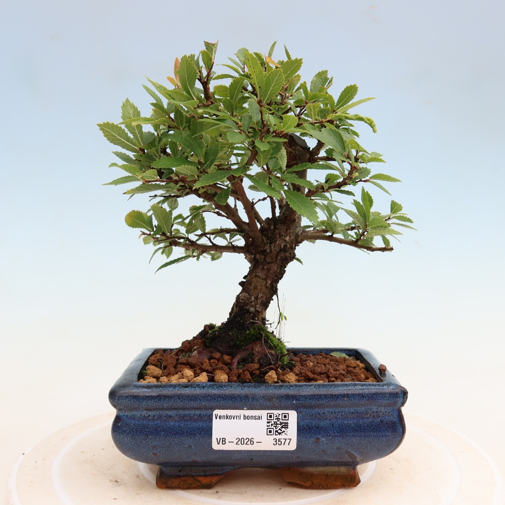 Bonsai voor buiten - Zelkova - Zelkova NIRE