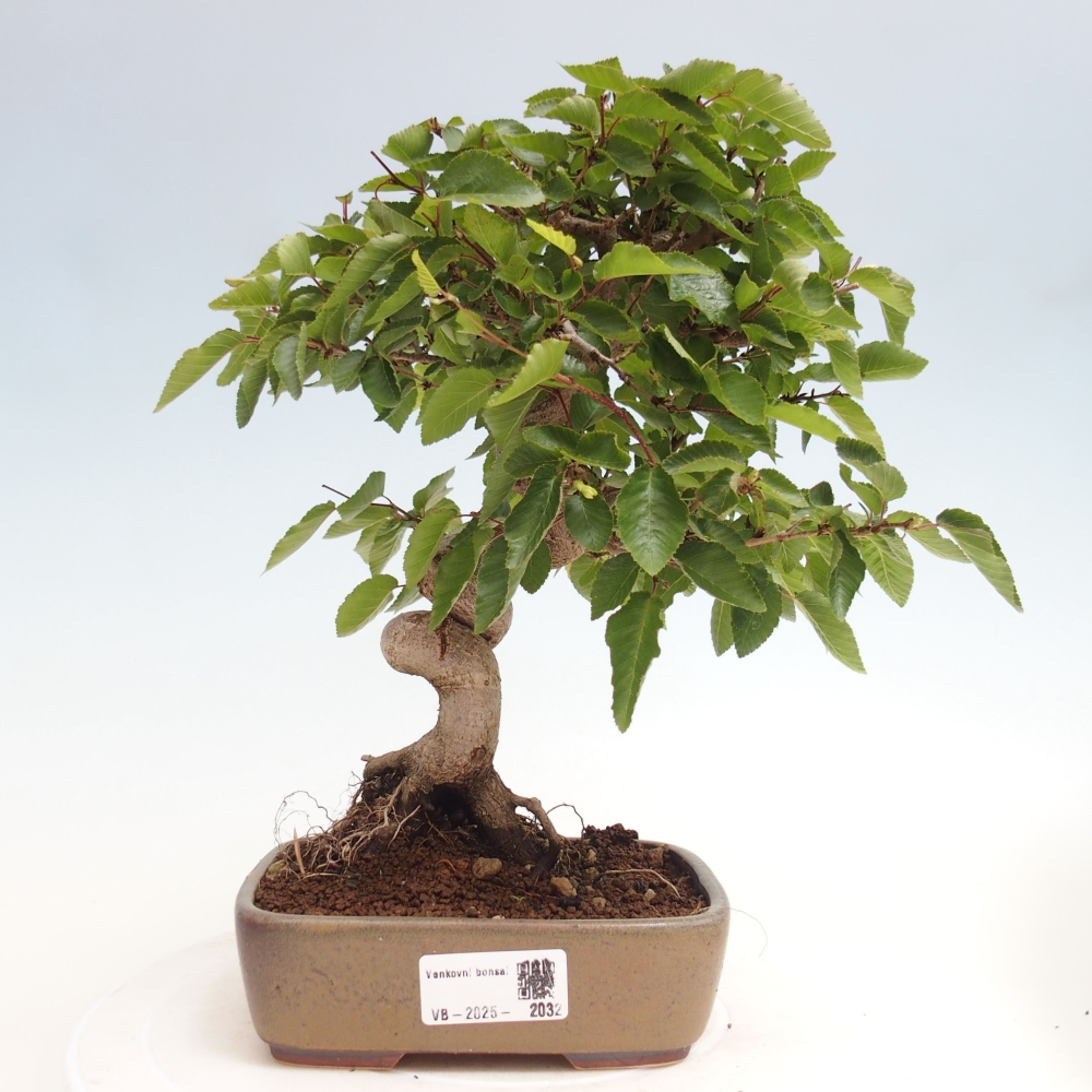 Bonsai voor buiten -Carpinus CARPINOIDES - Koreaanse haagbeuk