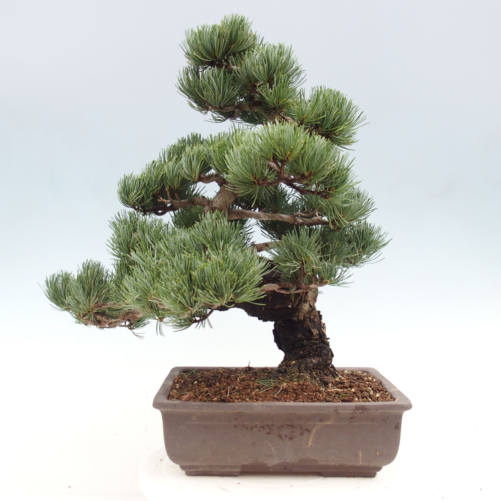 Bonsai voor buiten - Pinus parviflora - Pinus parviflora