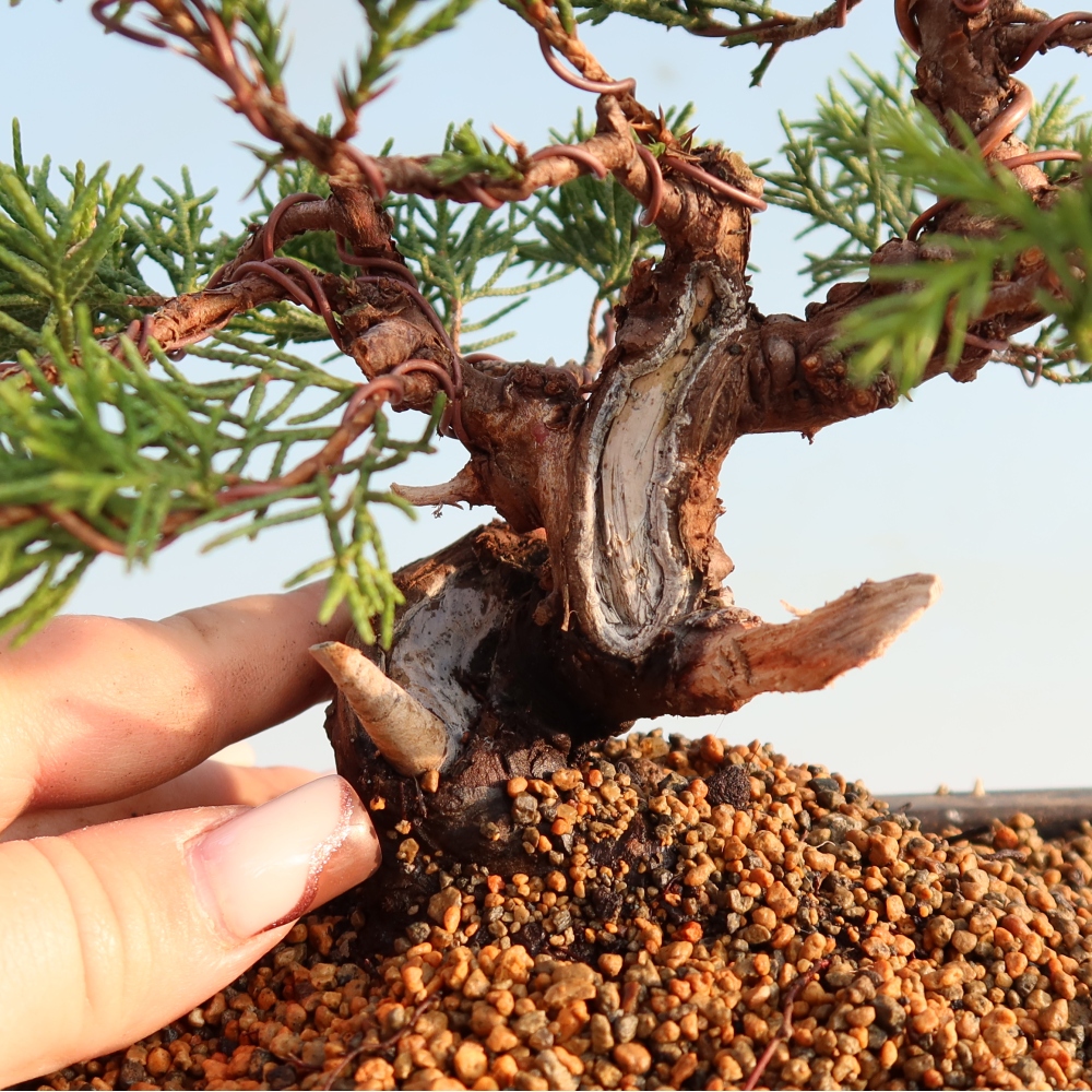 Bonsai voor buiten - Juniperus chinensis Itoigawa